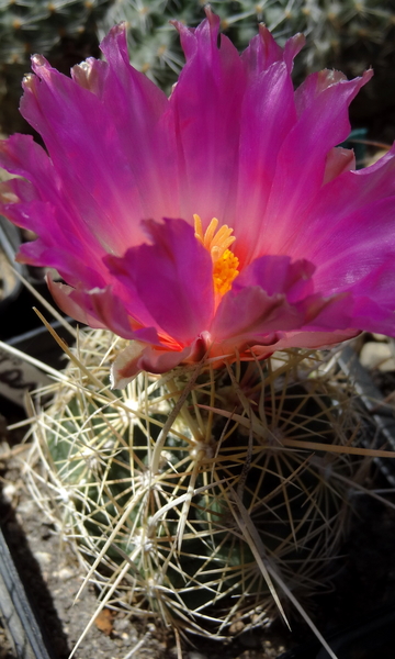 DSC05533Thelocactus bicolor bolaensis