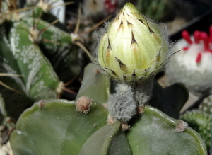 DSC05537Astrophytum myriostigma f. nudum