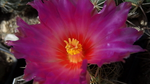 DSC05540Thelocactus bicolor bolaensis