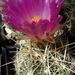 DSC05541Thelocactus bicolor bolaensis