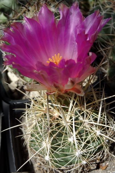 DSC05541Thelocactus bicolor bolaensis