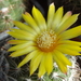 DSC05631Parodia setifera varieta ME97