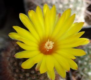 DSC05632Parodia sanagasta