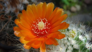 DSC05630Parodia malyana v. rubriflora