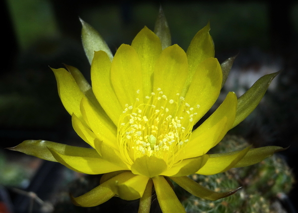 DSC05633Lobivia arachnacantha