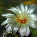 DSC05635Thelocactus setispinus var. setaceus