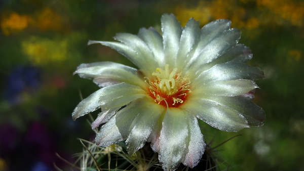 DSC05635Thelocactus setispinus var. setaceus