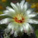 DSC05637Thelocactus sp.