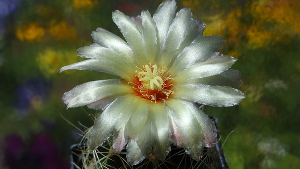 DSC05637Thelocactus sp.