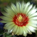 DSC05640Hamatocactus setispinus