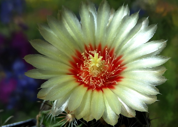 DSC05640Hamatocactus setispinus