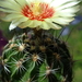 DSC05641Hamatocactus setispinus