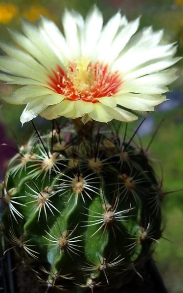 DSC05641Hamatocactus setispinus