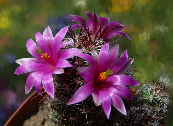 DSC05643Mammillaria mazaltanensis