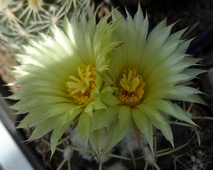 DSC05650Coryphantha bumamma