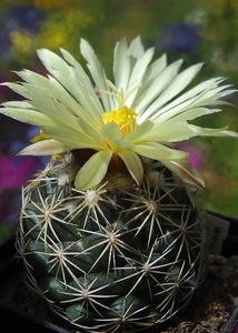 DSC05652Coryphantha palmeri v. pectinata Rio Pecos