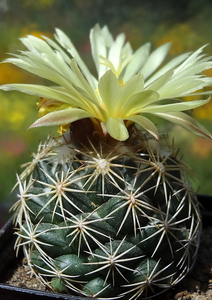 DSC05654Coryphantha palmeri v. pectinata Rio Pecos