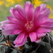 DSC05665Gymnocalycium carminanthum