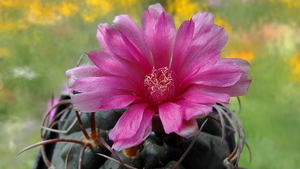 DSC05665Gymnocalycium carminanthum