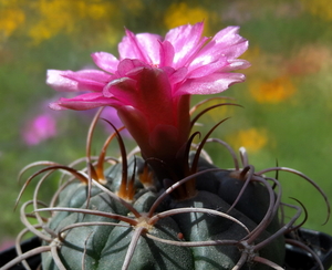 DSC05666Gymnocalycium carminanthum