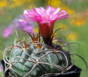 DSC05667Gymnocalycium carminanthum