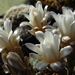 DSC05677Gymnocalycium guanchinense VS 39