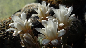 DSC05677Gymnocalycium guanchinense VS 39