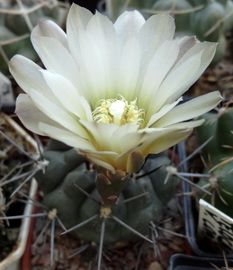 DSC05730Gymnocalycium gibbosum