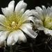 DSC05735Gymnocalycium borthii HV 673