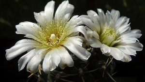 DSC05735Gymnocalycium borthii HV 673