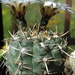 DSC05737Gymnocalycium borthii HV 673