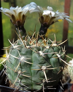 DSC05737Gymnocalycium borthii HV 673