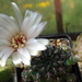 DSC05740Gymnocalycium calochlorum v. proliferum