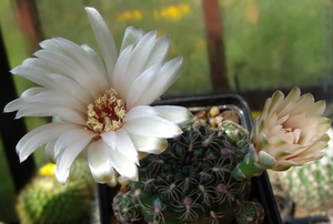 DSC05740Gymnocalycium calochlorum v. proliferum