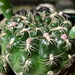 DSC05741Gymnocalycium calochlorum v. proliferum