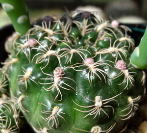 DSC05741Gymnocalycium calochlorum v. proliferum