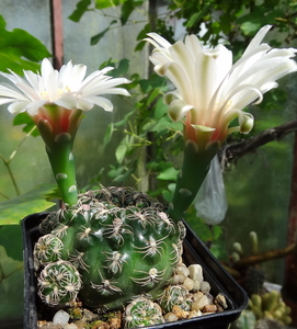 DSC05830Gymnocalycium calochlorum v. proliferum