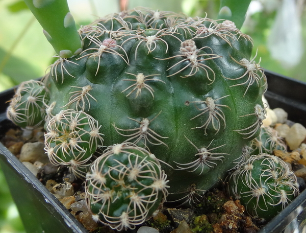 DSC05831Gymnocalycium calochlorum v. proliferum