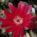 DSC05833Gymnocalycium baldianum