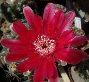 DSC05833Gymnocalycium baldianum