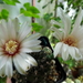 DSC05832Gymnocalycium calochlorum v. proliferum