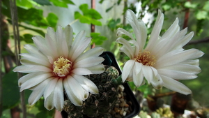 DSC05832Gymnocalycium calochlorum v. proliferum