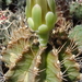 DSC05834Gymnocalycium mihanovichii