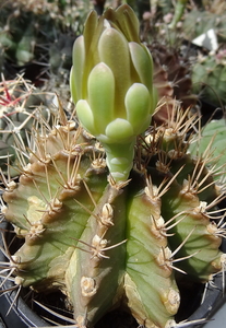 DSC05834Gymnocalycium mihanovichii