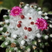 DSC05835Mammillaria polythele cv. Toluca