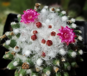 DSC05835Mammillaria polythele cv. Toluca