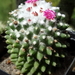 DSC05836Mammillaria polythele cv. Toluca