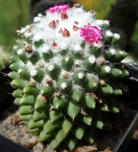 DSC05836Mammillaria polythele cv. Toluca