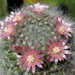 DSC05837Mammillaria bocasana v. roseiflora