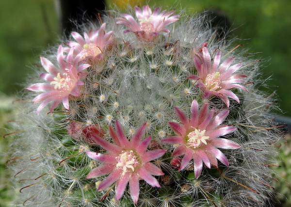 DSC05837Mammillaria bocasana v. roseiflora